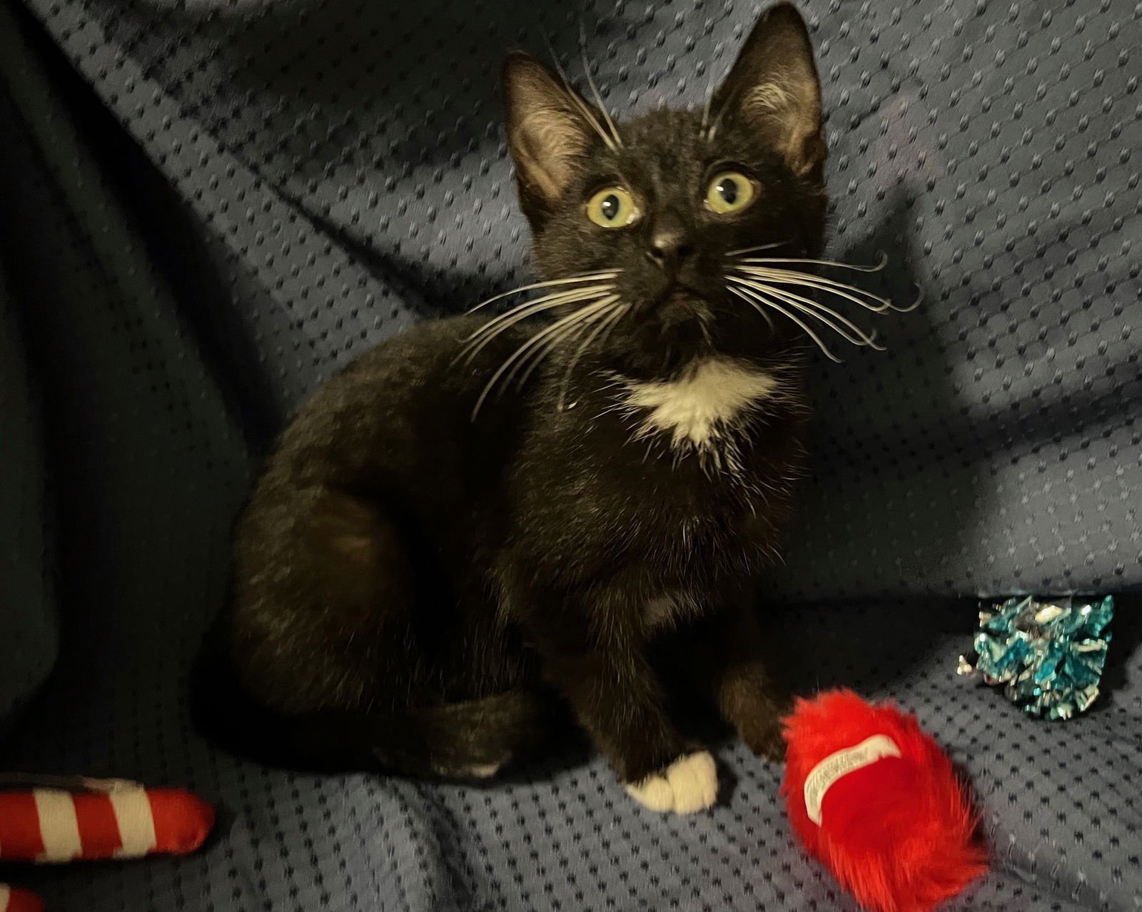 HENRY - Domestic Short Hair available for adoption