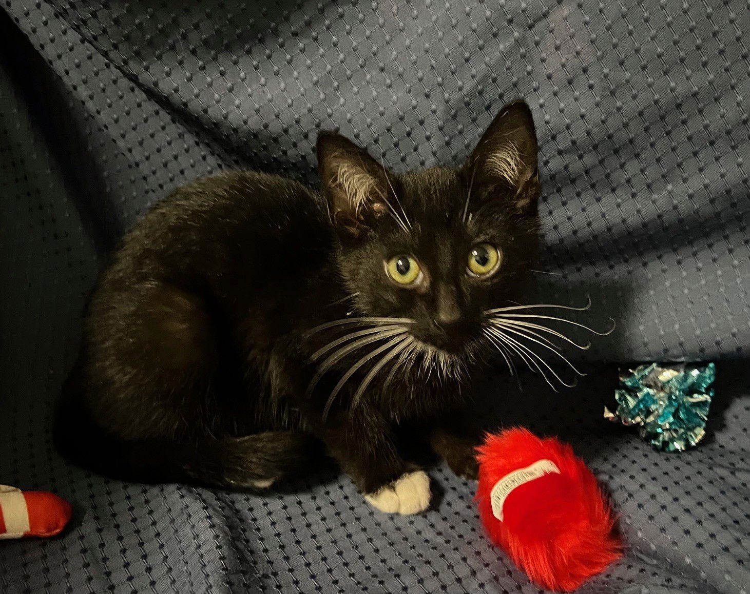 HENRY - Domestic Short Hair available for adoption