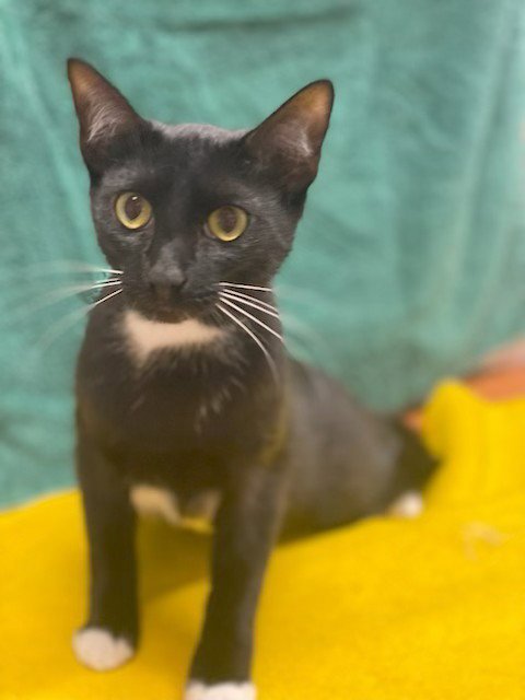 HENRY - Domestic Short Hair for adoption in Atlanta