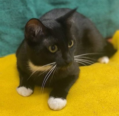 HENRY - Domestic Short Hair available for adoption