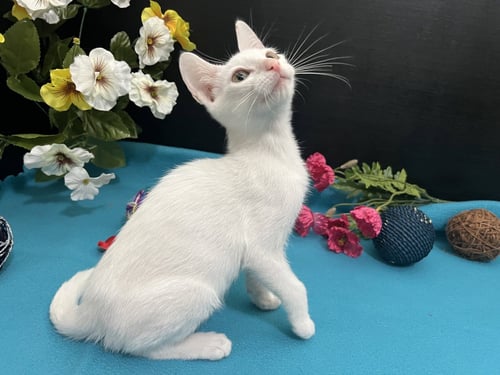 FINN - Domestic Short Hair available for adoption