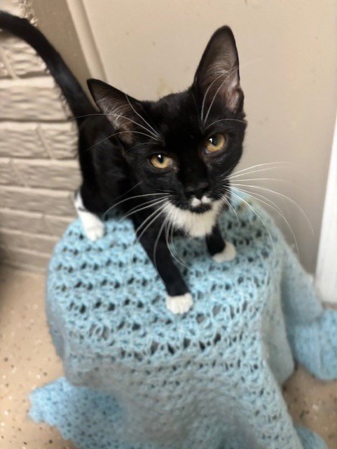 INDIA - Domestic Short Hair / Tuxedo available for adoption