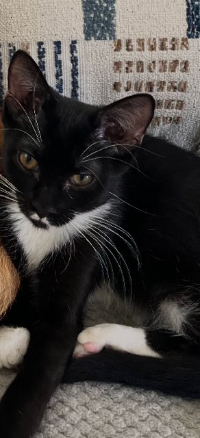 INDIA - Domestic Short Hair / Tuxedo available for adoption