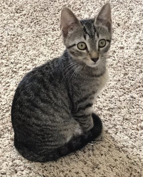 DESIREE - Tabby / Domestic Short Hair for adoption in Atlanta