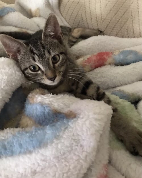 DESIREE - Tabby / Domestic Short Hair available for adoption