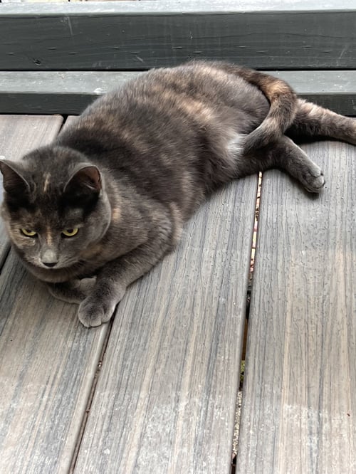PUMPKIN - Tortoiseshell / Domestic Short Hair available for adoption
