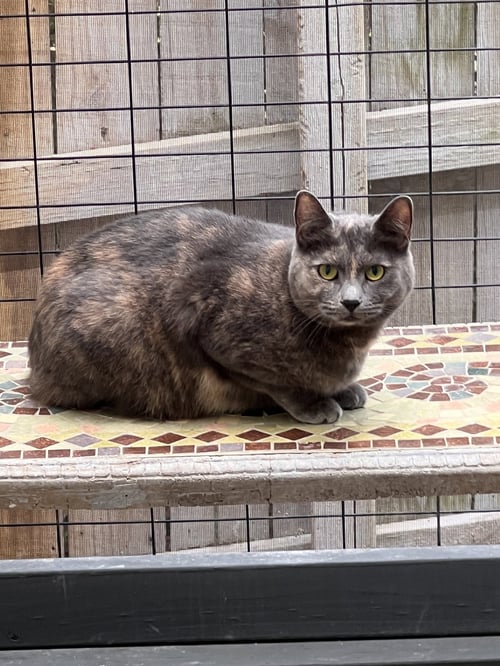 PUMPKIN - Tortoiseshell / Domestic Short Hair available for adoption
