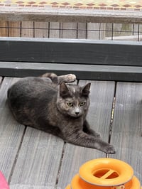 Pumpkin - Photo 4