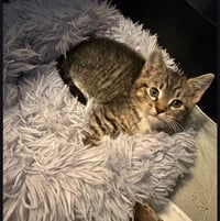 Dexter - Photo 1
