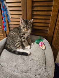 Dexter - Photo 2