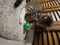 Dexter - Photo 3