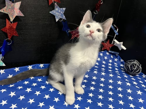 BEETHOVEN - Domestic Short Hair available for adoption