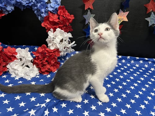 BEETHOVEN - Domestic Short Hair available for adoption