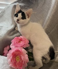 Mitzi - Photo 4