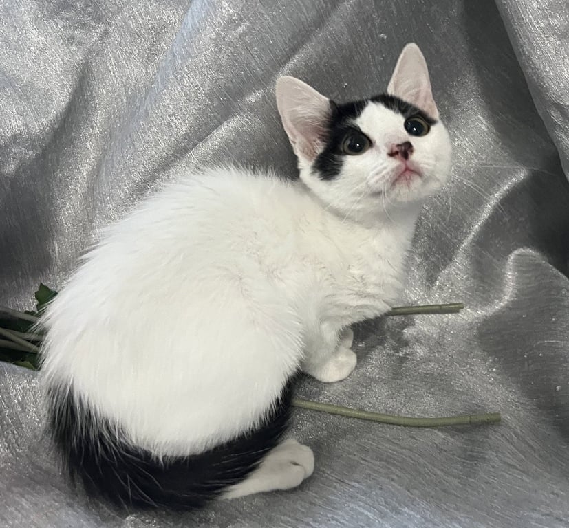 Mitzi Image