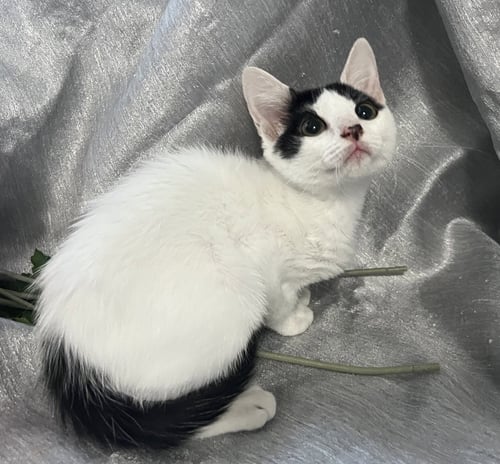 MITZI - Domestic Short Hair for adoption in Atlanta