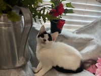 Mitzi - Photo 3