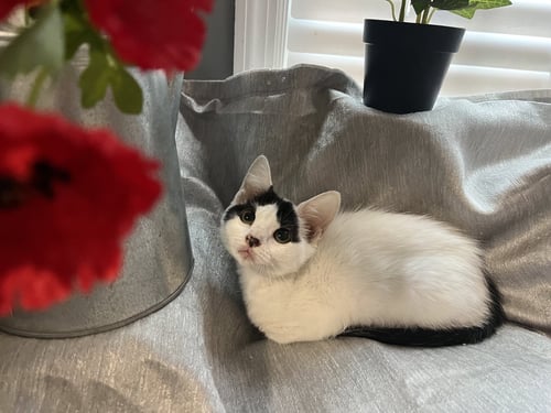 MITZI - Domestic Short Hair available for adoption