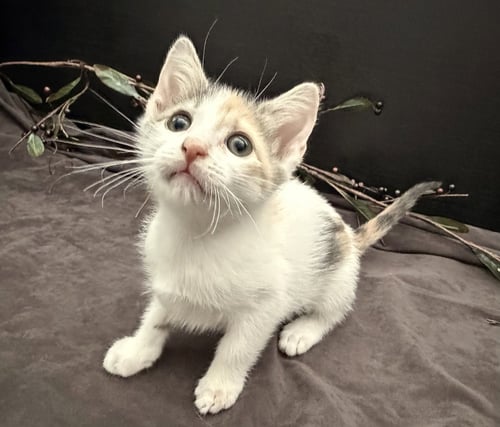 BEANETTE