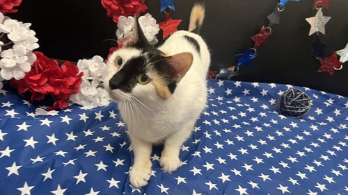 KELLY - Calico / Domestic Short Hair available for adoption