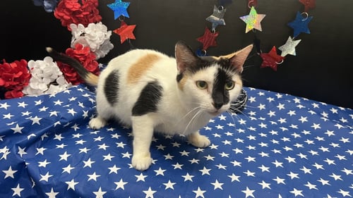 KELLY - Calico / Domestic Short Hair available for adoption