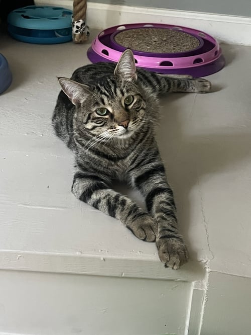 TRILL - Tabby / Domestic Short Hair available for adoption