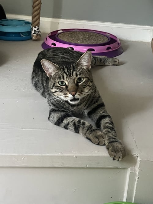 TRILL - Tabby / Domestic Short Hair available for adoption
