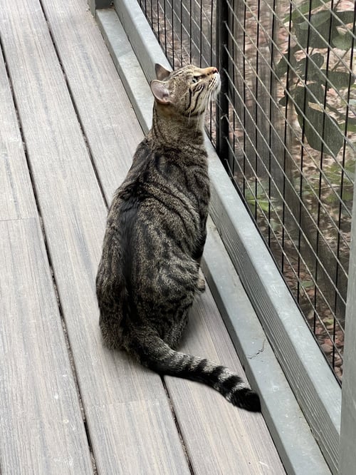 TRILL - Tabby / Domestic Short Hair available for adoption