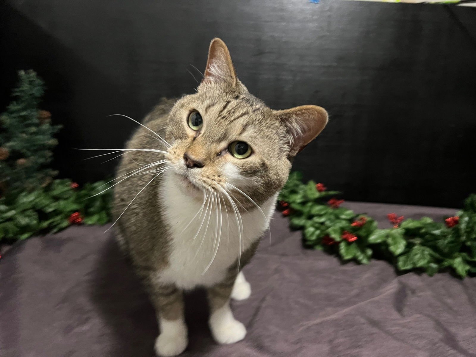 TONY - Tabby / Domestic Short Hair available for adoption