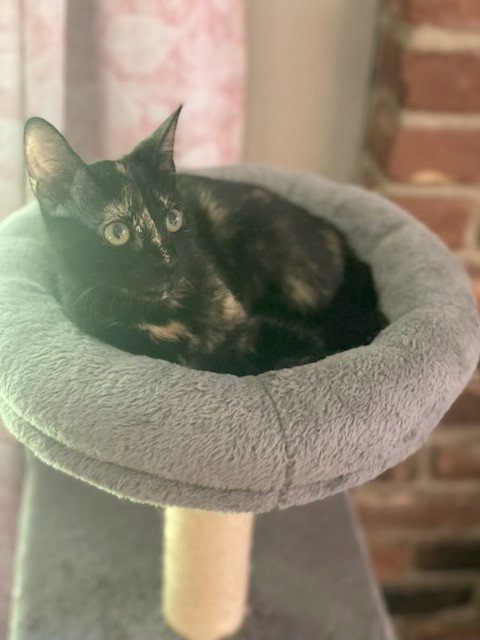 SADIE - Tortoiseshell / Domestic Short Hair available for adoption
