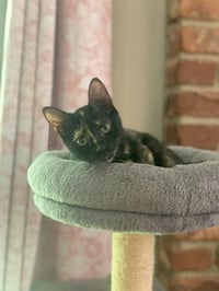 Sadie - Photo 3