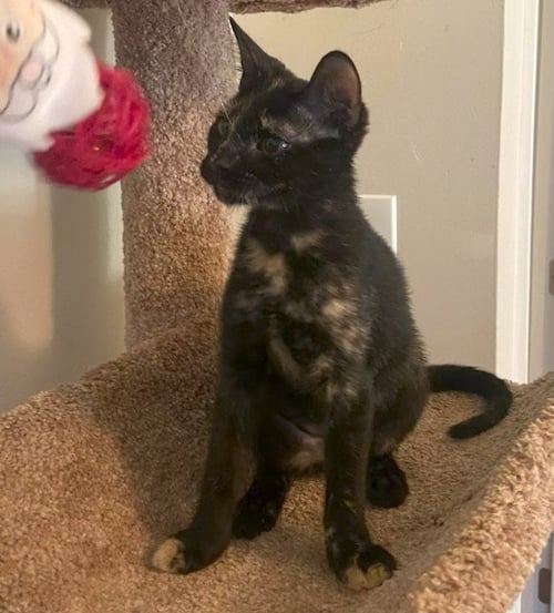 SADIE - Tortoiseshell / Domestic Short Hair for adoption in Atlanta