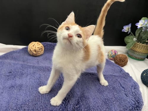 KATO - Tabby / Domestic Short Hair available for adoption