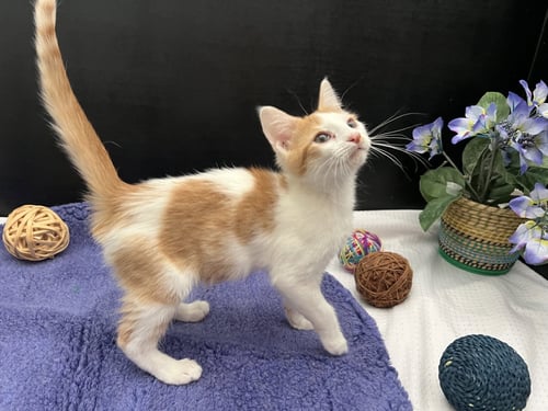 KATO - Tabby / Domestic Short Hair available for adoption