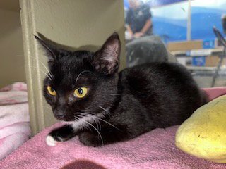 SALLY - Tuxedo / Domestic Short Hair for adoption in Atlanta