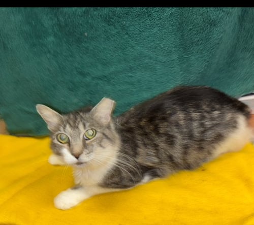 WILLOW - Domestic Medium Hair / Maine Coon available for adoption