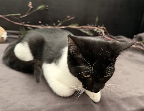 KANGA - Domestic Short Hair available for adoption