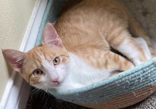 SHERBET - Domestic Short Hair / Tabby available for adoption