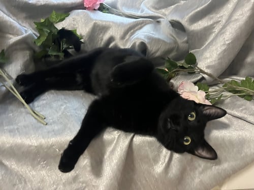 DIOR-- AKA: CHIMUELO - Domestic Short Hair available for adoption