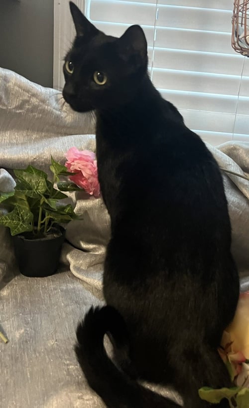 DIOR-- AKA: CHIMUELO - Domestic Short Hair available for adoption