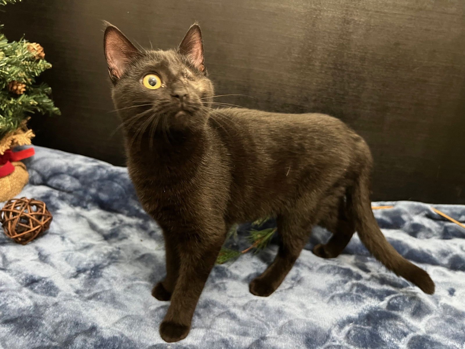 DELTA - Domestic Short Hair available for adoption