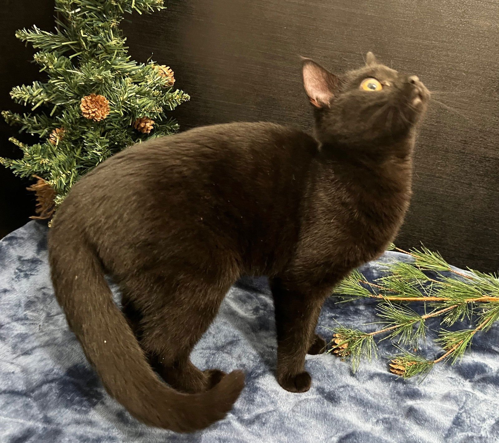 DELTA - Domestic Short Hair available for adoption