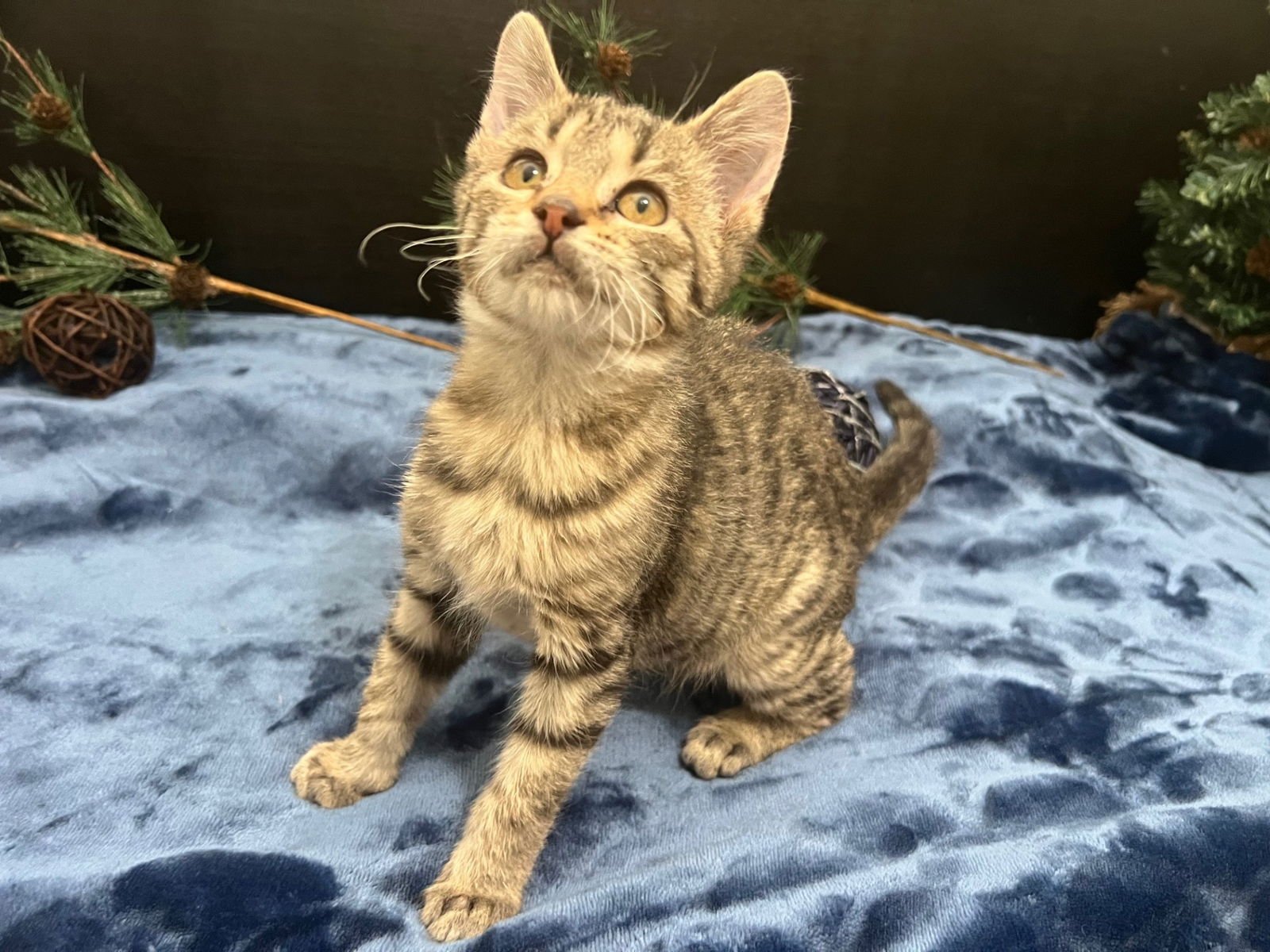 HONEY BUN - Tabby / Domestic Short Hair available for adoption