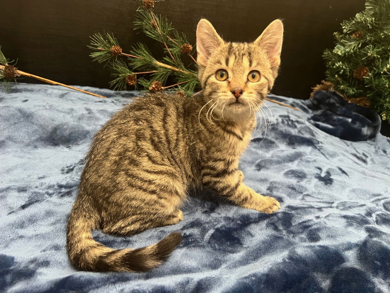 HONEY BUN - Tabby / Domestic Short Hair available for adoption