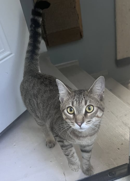 MUFFIN - Tabby / Domestic Short Hair available for adoption