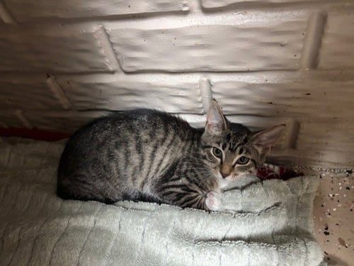 DAKOTA - Tabby / Domestic Short Hair available for adoption
