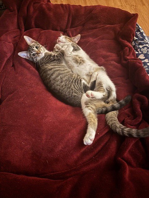 DAKOTA - Tabby / Domestic Short Hair for adoption in Atlanta