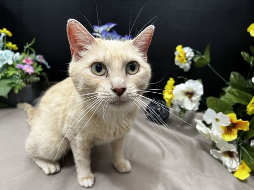 BAMA - Domestic Short Hair available for adoption