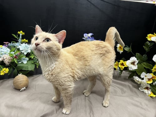 BAMA - Domestic Short Hair available for adoption