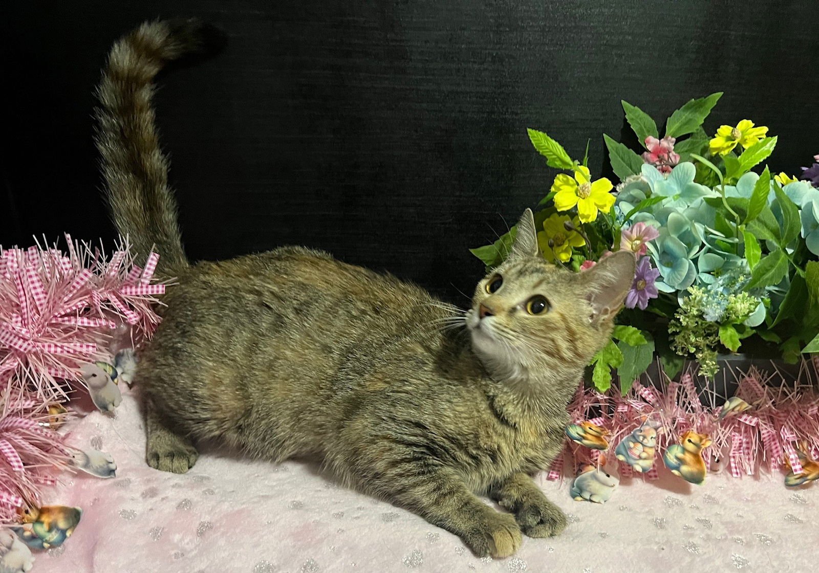 NIKKI - Tabby / Domestic Short Hair available for adoption
